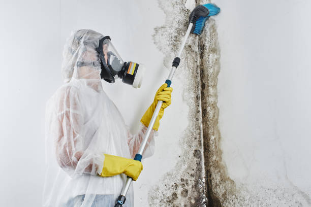 Best Emergency Mold Remediation in Rossville, TN