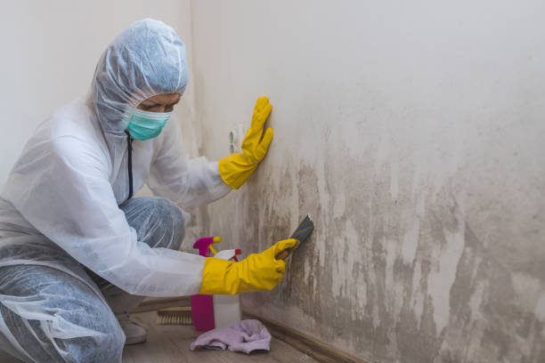 Best Insurance-Related Mold Remediation in Rossville, TN