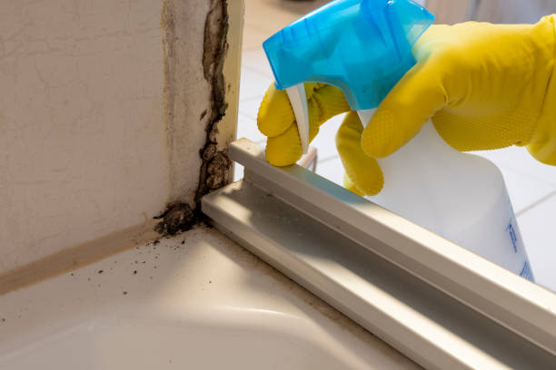 Rossville, TN Mold Remediation Company