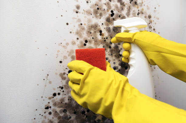 Best Health and Safety Mold Remediation in Rossville, TN